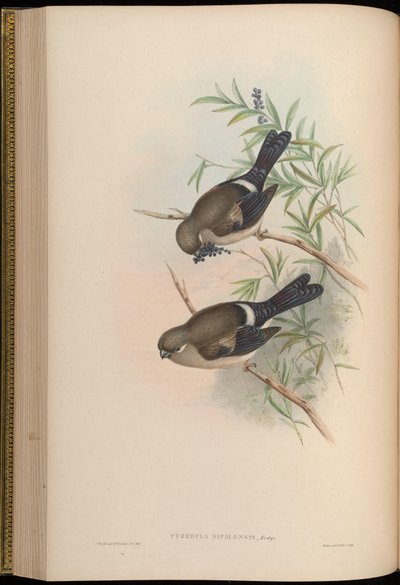 Pyrrhula nipalensis - John Gould